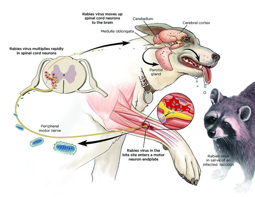 MAPPF：边境地区狂犬病阳性犬只达54例