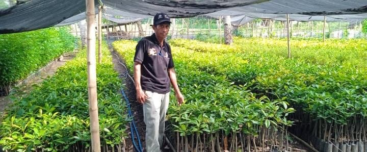 维凯克林业部门：已备好3万棵树苗免费分发