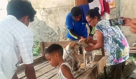 包考发现狂犬病 维可可要求恢复疫苗接种