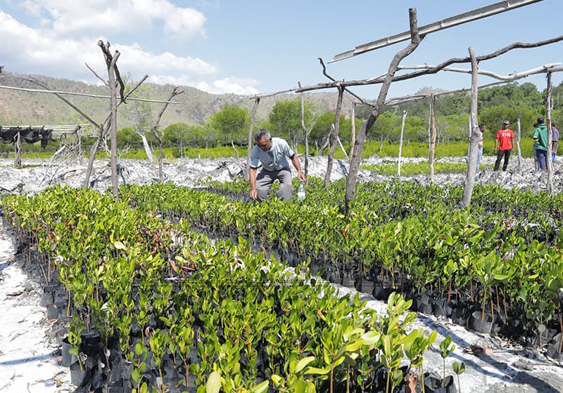 KIWA倡议资助东帝汶四个沿海村庄红树林恢复