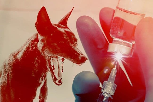 博博纳罗兽医局呼吁社区远离攻击性狗防狂犬病