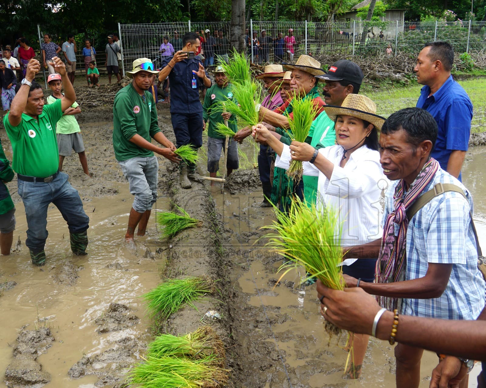 欧库西特区启动15公顷水稻种植