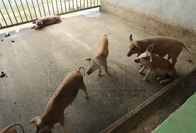 马纳图托和利基萨581头猪死于非洲猪瘟