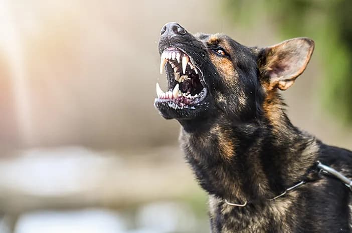 包考市农业局长:两次请求疫苗未果,狂犬病病例超10例