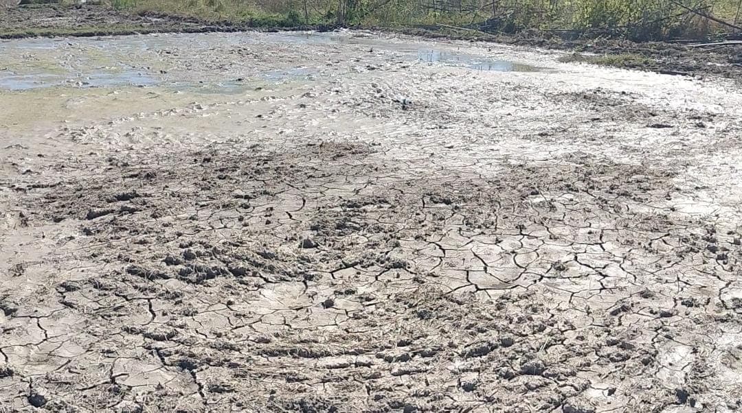 议员:尽快解决巴伊杜布稻田缺水问题
