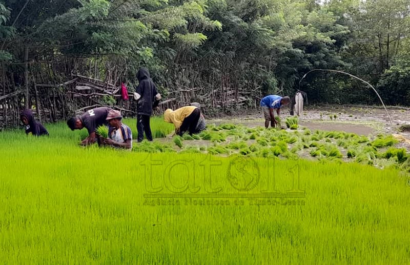 MAPPF局长:保障卡萨农民灌溉,助力雨季种植