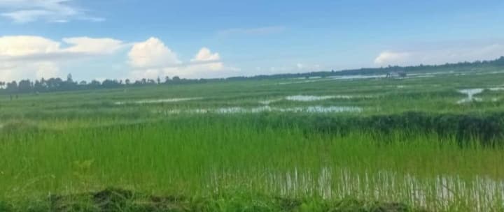 粮农组织在维克凯实施水稻转型试点项目