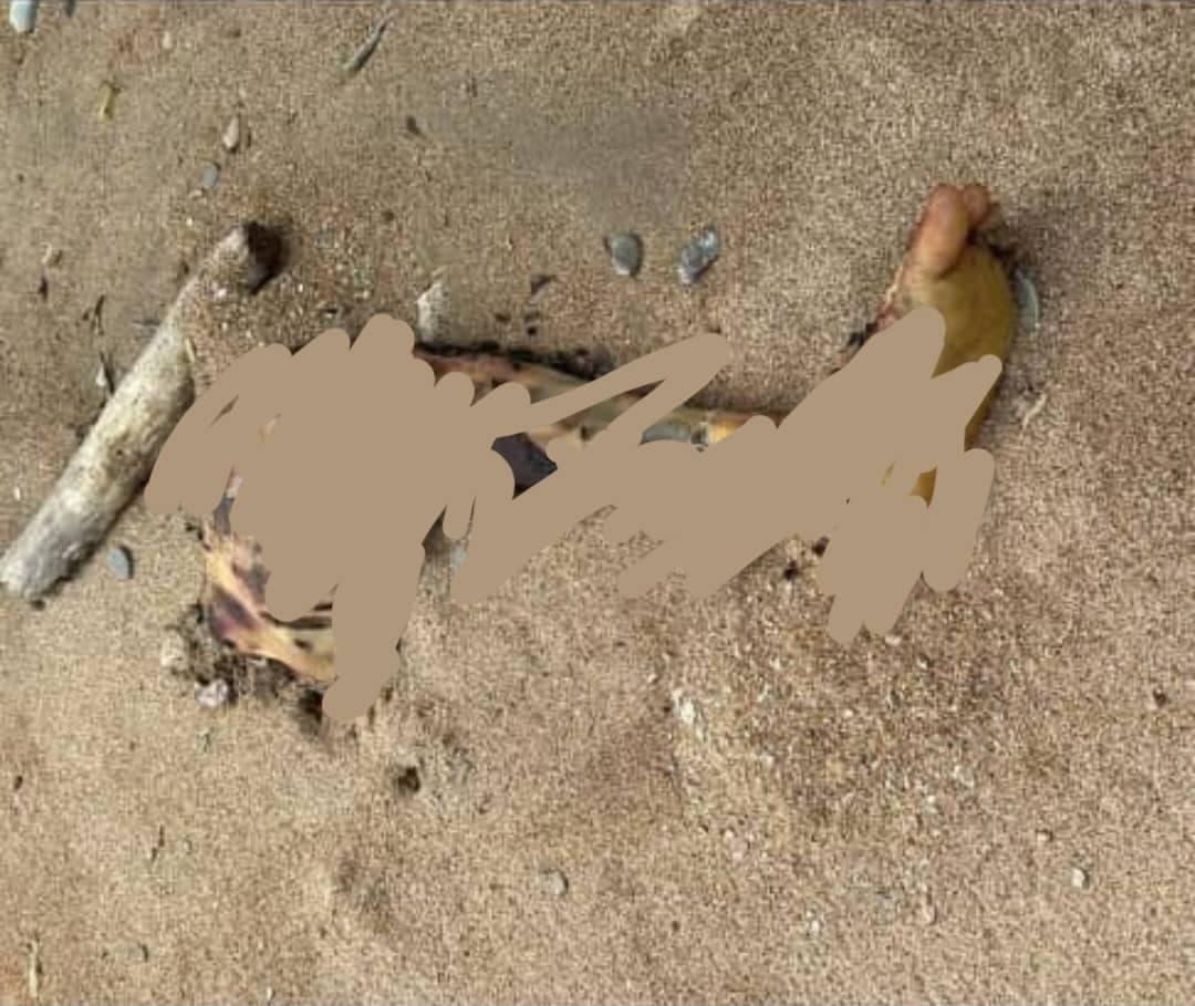 东帝汶男子捕鱼遭鳄鱼袭击,三天后遗体被发现