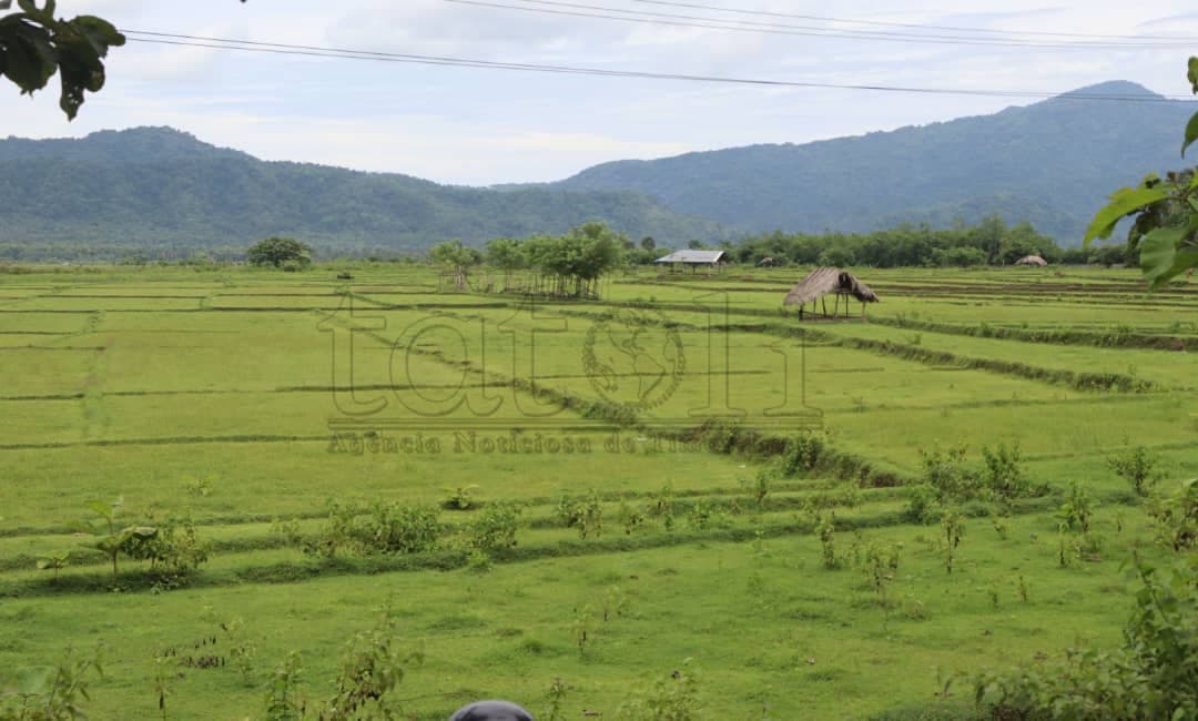 灌溉系统失灵,梅利戈200公顷稻田荒废