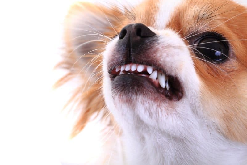 奥苏卫生中心:狗咬伤15人,未发现狂犬病