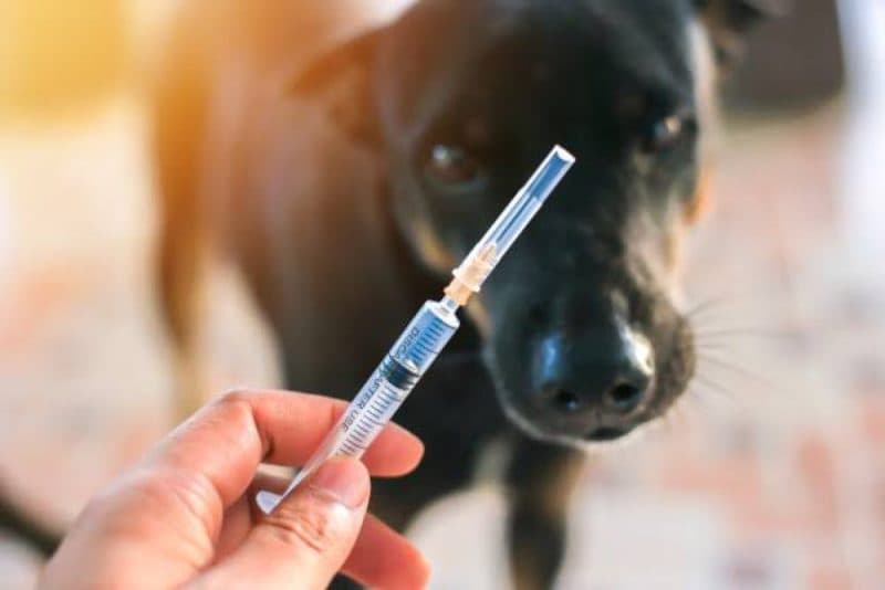 卫生部:狂犬疫苗缺货是假消息,库存充足