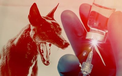 东帝汶8岁女童遭狗咬后身亡，狂犬病再添悲剧